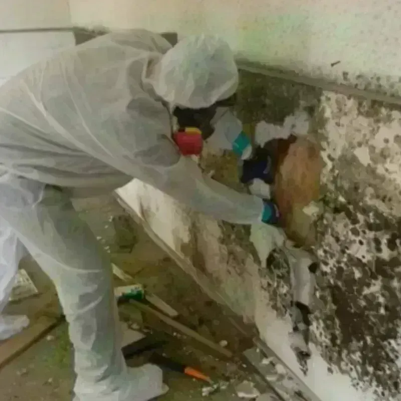 Mold Remediation and Removal in Cos Cob, CT